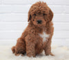 Goldendoodle (Standard) For Sale Dundee, OH Male- Henry