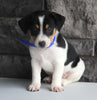Jack Russel For Sale Millersburg OH Male-Andre'