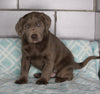 AKC Registered Silver Labrador Retreiver For Sale Sugarcreek OH Male-Chase