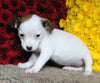 Jack Russel Terrier For Sale Fredericksburg OH Female-Sky