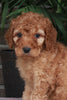 Medium F1BB Goldendoodle For Sale Millersburg OH Female-Dawn