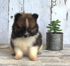 ACA Registered Pomeranian For Sale Millersburg OH Female-Julie