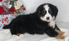 AKC Registered Bernese Mountain Dog For Sale Millersburg OH Male-Bingo