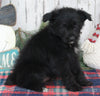 Pomapoo For Sale Millersburg OH Female-Suzanna