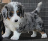 Mini Bernedoodle For Sale Mt Hope OH Male-Cody