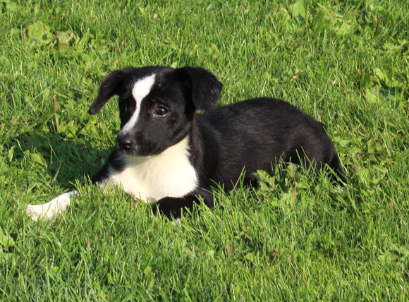 Mini Australian Shepherd Mix Puppy for Sale Sugarcreek OH Female-Chanel