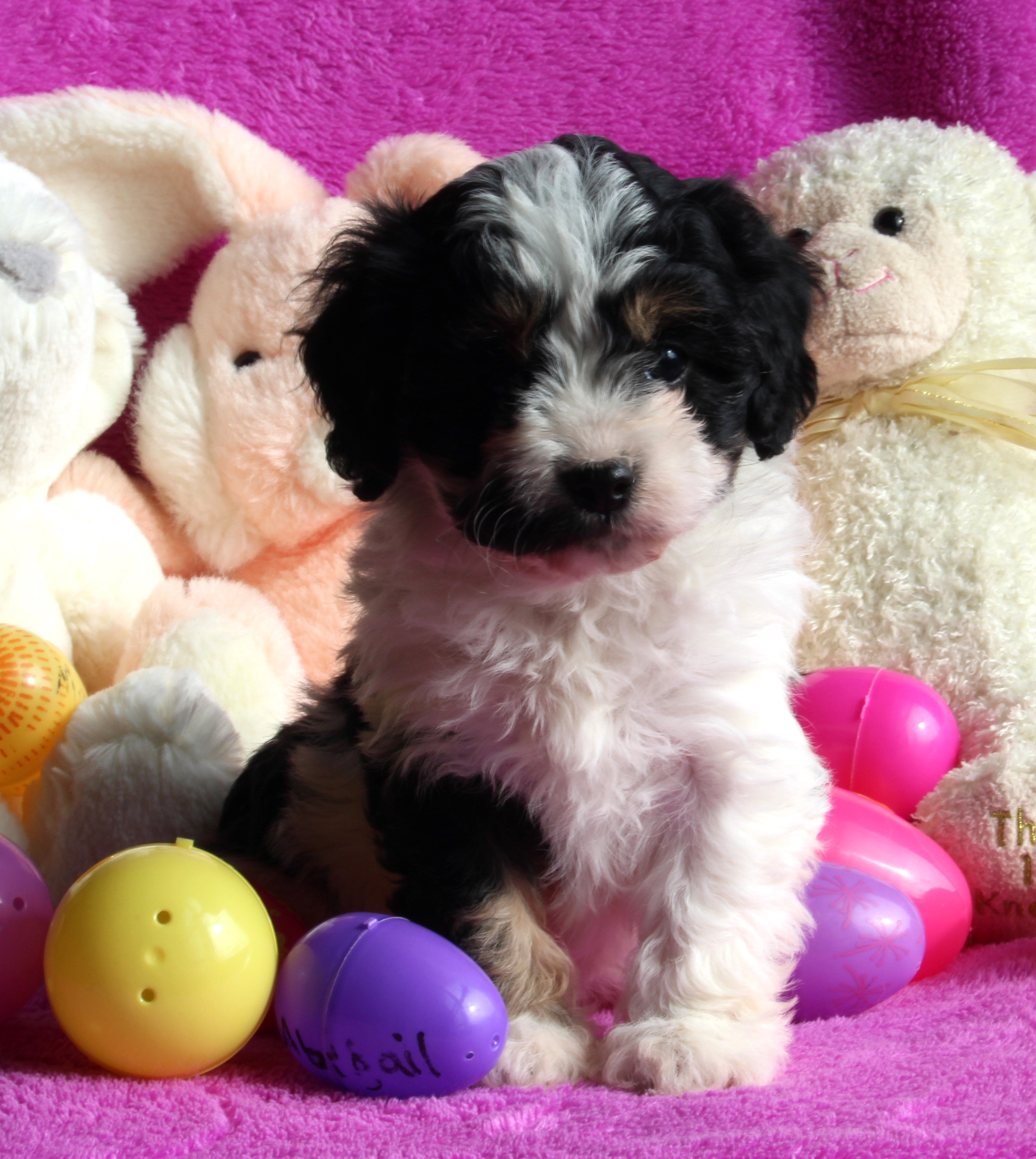 Cavapoo For Sale Millersburg OH FemaleAbby AC Puppies LLC