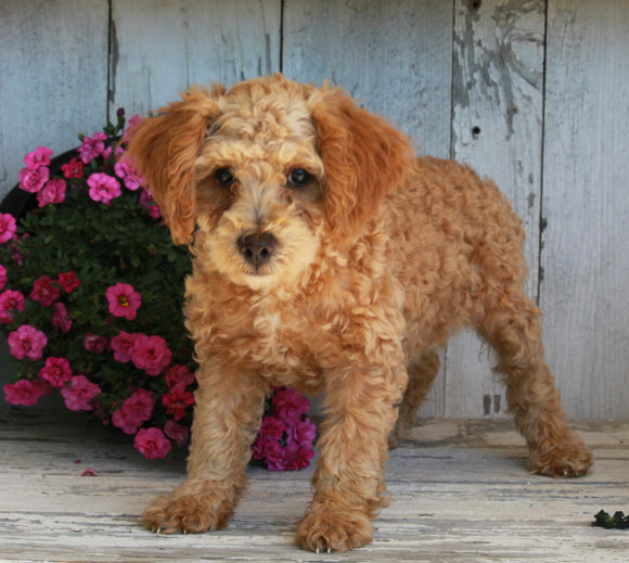 Mini Poodle For Sale Millersburg OH Male-Duramax