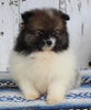 ACA Registered Pomeranian For Sale Millersburg OH Male-Tommy
