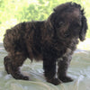 Cockapoo For Sale Dundee OH Male-Andre'