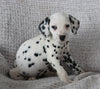 AKC Registered Dalmatian For Sale Wooster OH Female-Ava