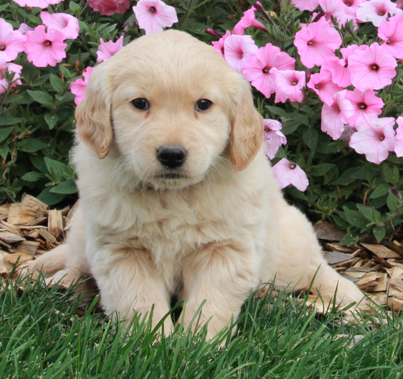 AKC Registered Golden Retriever For Sale Millerburg OH Male-Spencer