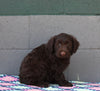 AKC Registered Portuguese Water Dog For Sale Fredricksburg OH Male-Edison