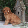 Medium F1BB Goldendoodle For Sale Millersburg OH Female-Dawn