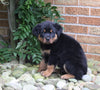 AKC Registered Rottweiler For Sale Shreve OH Male-King