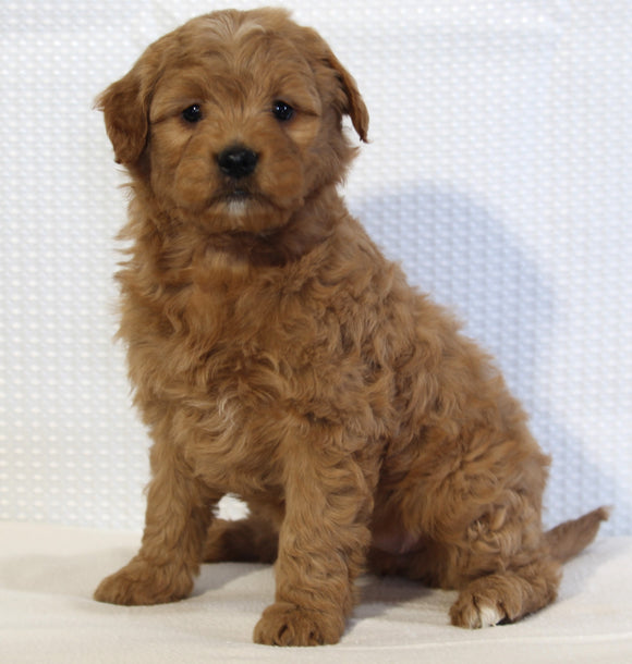 Mini Goldendoodle For Sale Beach City OH Female-Willow