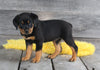 AKC Registered Rottweiler For Sale Applecreek OH Female-Astra