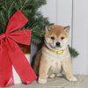 AKC Registered Shiba Inu For Sale Dundee OH Male-Sammy