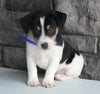 Jack Russel For Sale Millersburg OH Male-Andre'