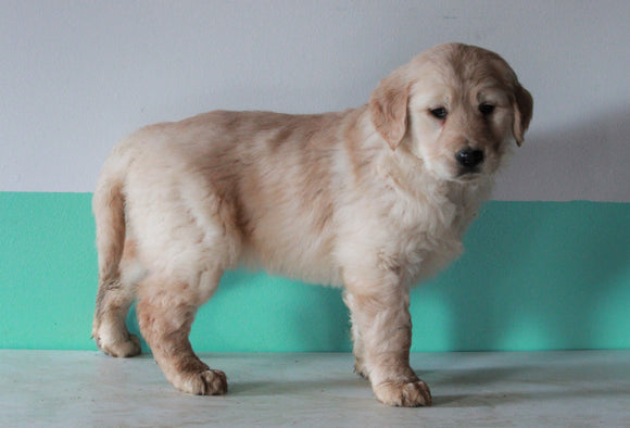 AKC Registered Golden Retriever For Sale Dundee, OH Female- Lilly