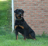 AKC Registered Rottweiler For Sale Sugarcreek OH Male-Rambo