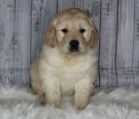Goldendoodle For Sale Sugarcreek, OH Male- Rocky