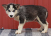 Pomsky Puppy For Sale Wooster OH -Male Ringo