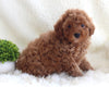 AKC Registered Miniature Poodle For Sale Millersburg OH Male-Tarzan