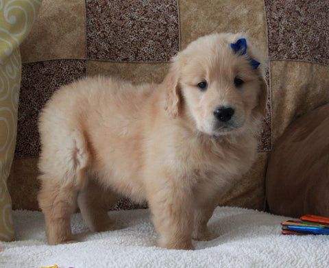Golden Retriever For Sale Sugarcreek, OH Male- Lucky