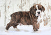 Beabull For Sale Holmesville, OH Male- Rex