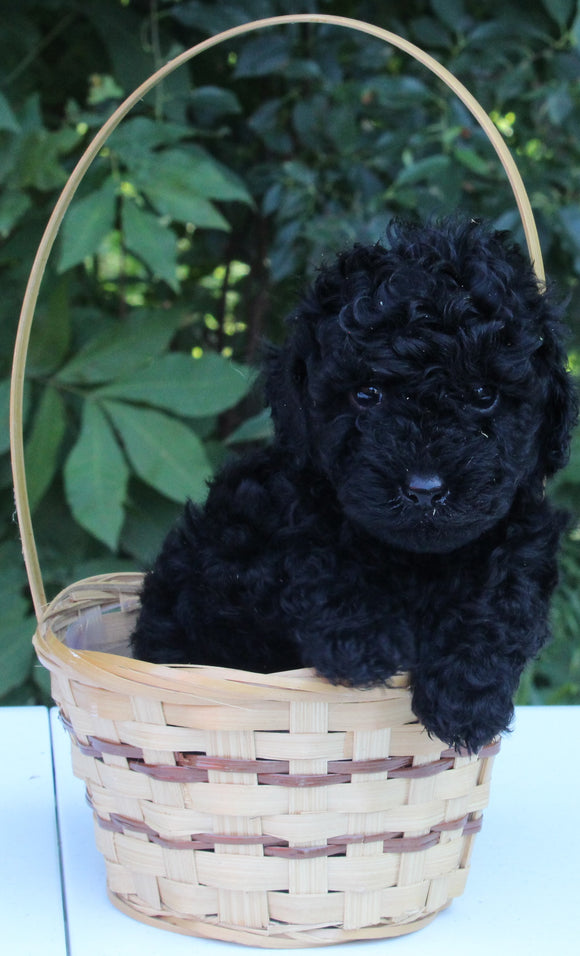 AKC Registered Mini Poodle For Sale Millersburg OH Male-Teddy