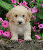 F1BB Mini Labradoodle For Sale Millersburg OH Female-Eden