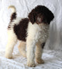 AKC Registered Standard Poodle For Sale Sugarcreek OH Female-Tabatha
