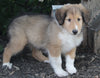 AKC Registered Lassie Collie For Sale Millersburg OH Male-Willie