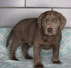 AKC Registered Silver Labrador Retreiver For Sale Sugarcreek OH Male-Chase