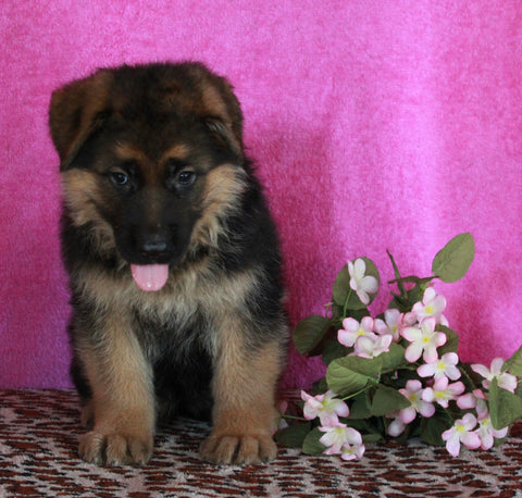 AKC Registered German Shepherd For Sale Millersburg OH Female-Rachelle