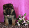 AKC Registered German Shepherd For Sale Millersburg OH Female-Rachelle