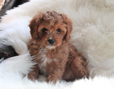 Cavapoo For Sale Baltic, OH Male- Neily