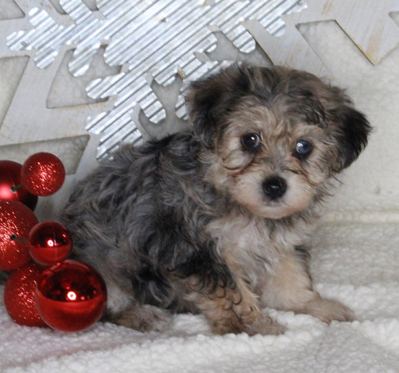 Yorkie-poo For Sale Millersburg OH Female-Daisy