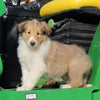 AKC Registered Collie Lassie For Sale Fredericksburg OH Female-Hazel