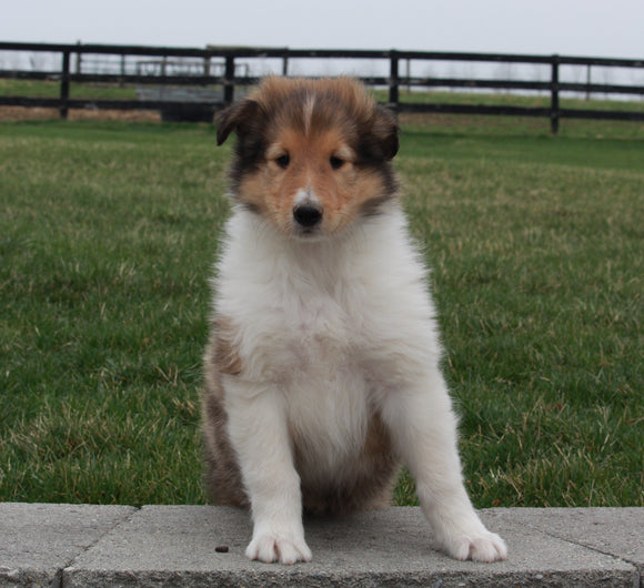 Collie (Lassie) For Sale Fredricksburg OH, Buster