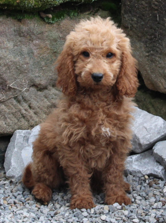 Goldendoodle For Sale Millersburg OH Male-Nacho