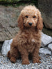 Goldendoodle For Sale Millersburg OH Male-Nacho