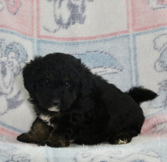 Mini Bernedoodle For Sale Millersburg OH Male-Gus
