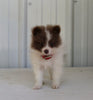 Pomeranian For Sale Fredericksburg OH Female-Daisy