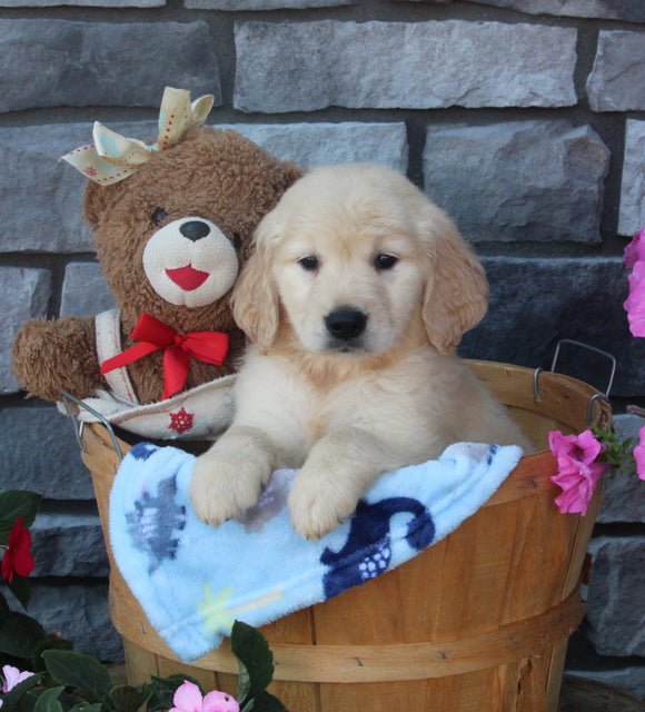 AKC Registered Golden Retriever For Sale Brinkhaven OH Male-Koda