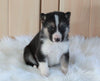 German Shepherd/ Siberian Husky Mix For Sale Millersburg, OH Male- Bruno