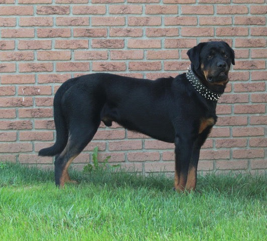 AKC Registered Rottweiler For Sale Sugarcreek OH Male-Rambo