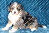 Mini Bernedoodle For Sale Dundee OH Female-Daisy