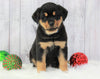 AKC Registered Rottweiler For Sale Holmesvile, OH Male- Tucker